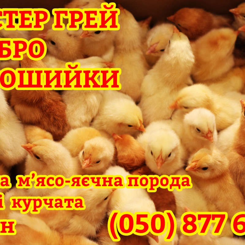 Добові курчата суточні Мастер Грей  Редбро  Голошийки м ясо-яйцеві