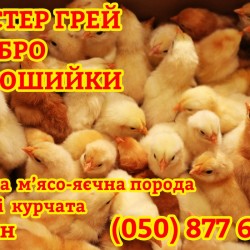 Добові курчата суточні Мастер Грей  Редбро  Голошийки м ясо-яйцеві
