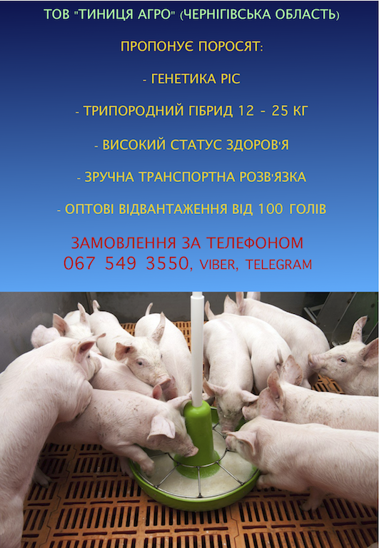 Поросята на продаж
