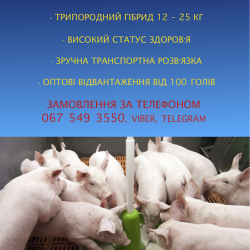 Поросята на продаж