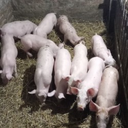 Продам поросят