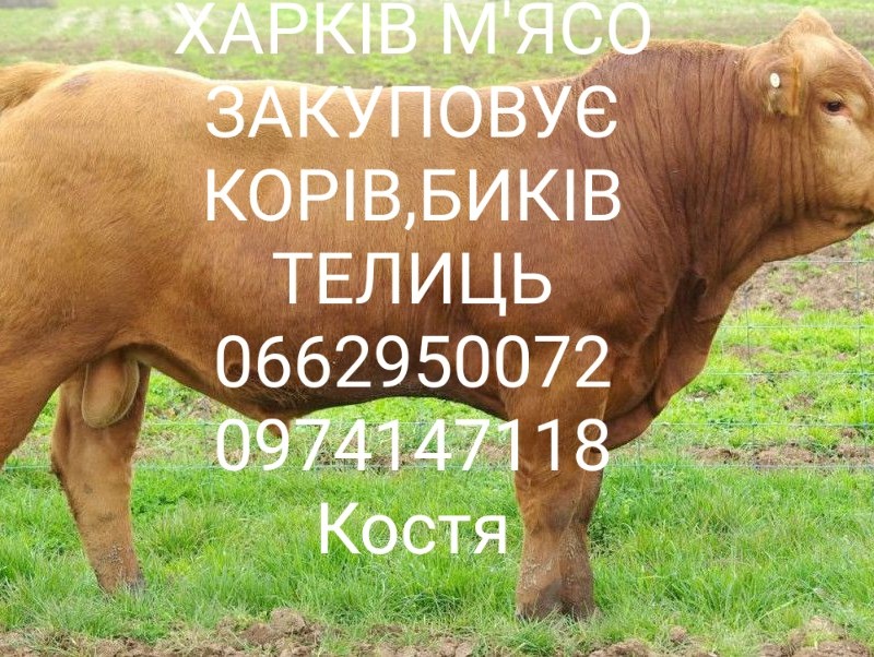 Куплю Биків корів телиць 