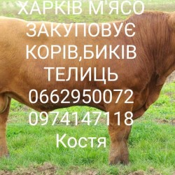 Куплю Биків корів телиць 