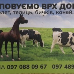 Закупивля худоби 