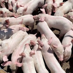 Породам в краткие сроки партию поросят 